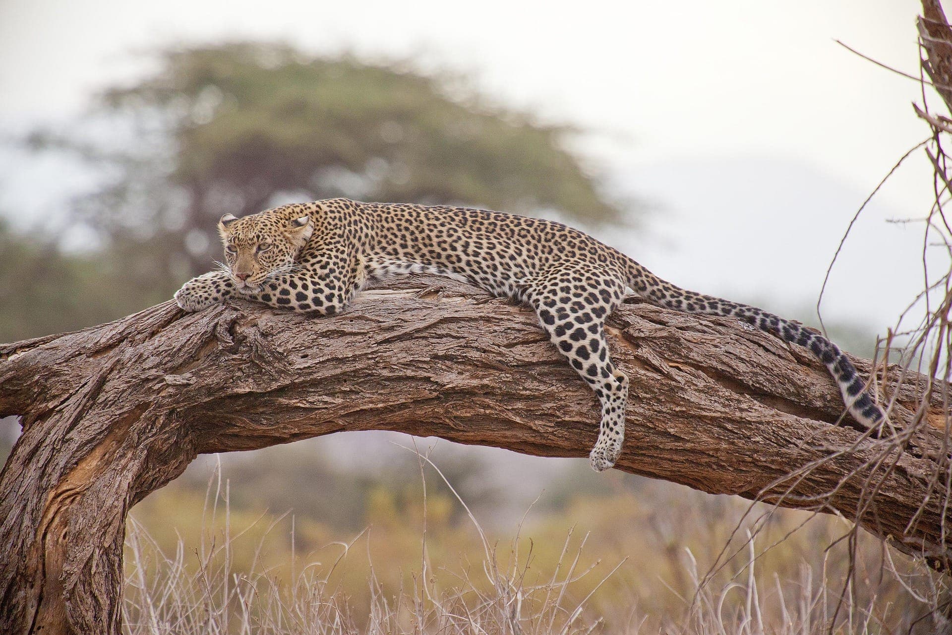 African leopard resting on tree branch in the wild