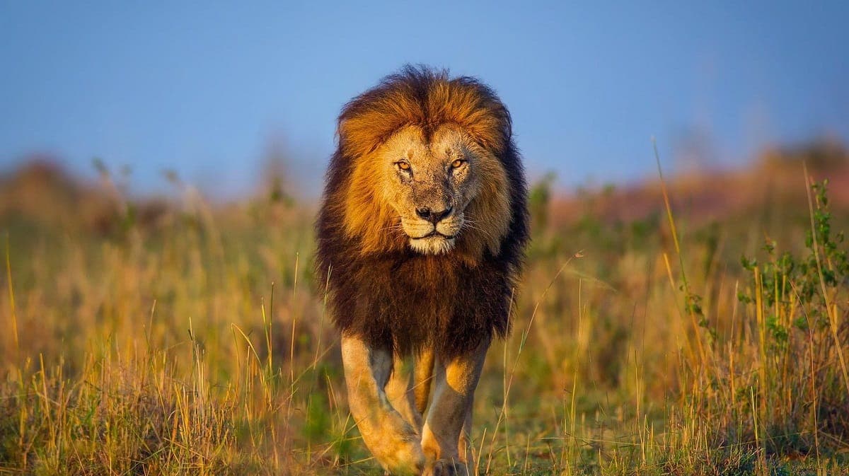Majestic male African lion walking through golden savannah grass