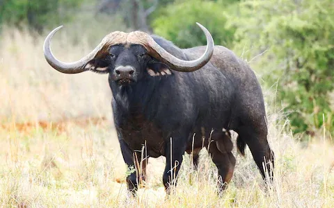 Powerful Cape buffalo bull standing in African grassland