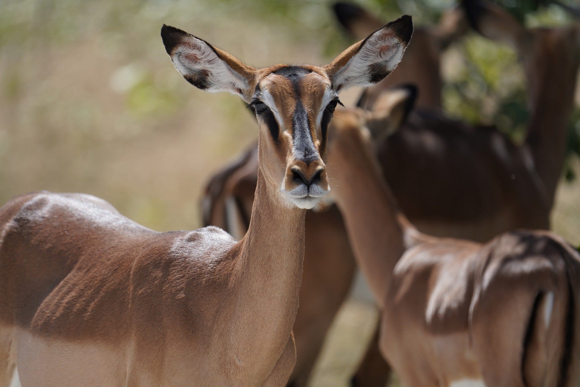 Beautiful impala antelope close-up portrait in African bush