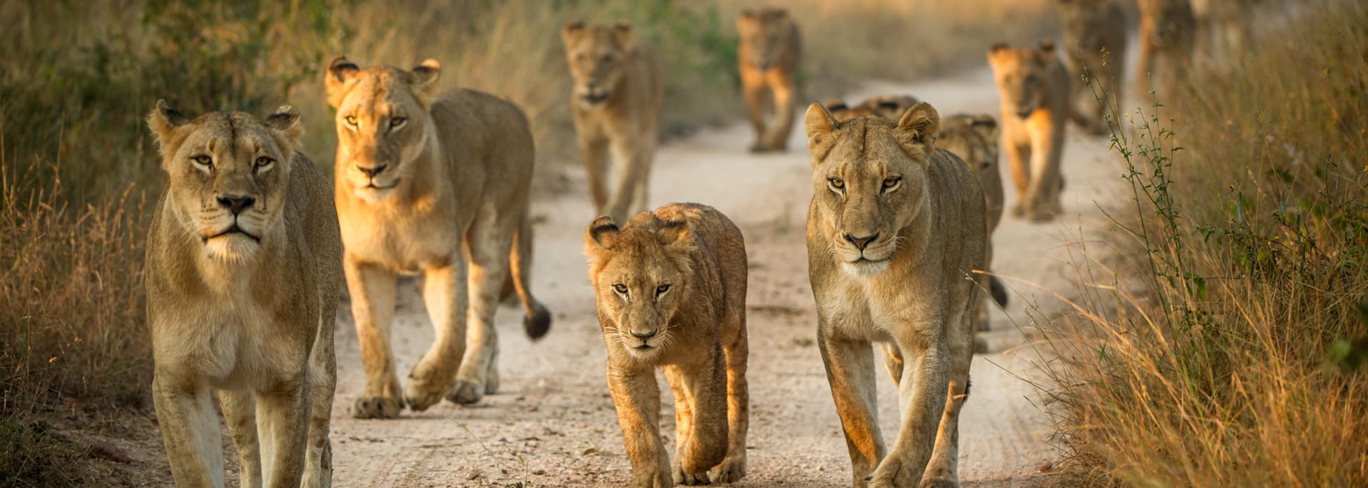 Pride of lions walking on safari road East Africa wildlife game drive