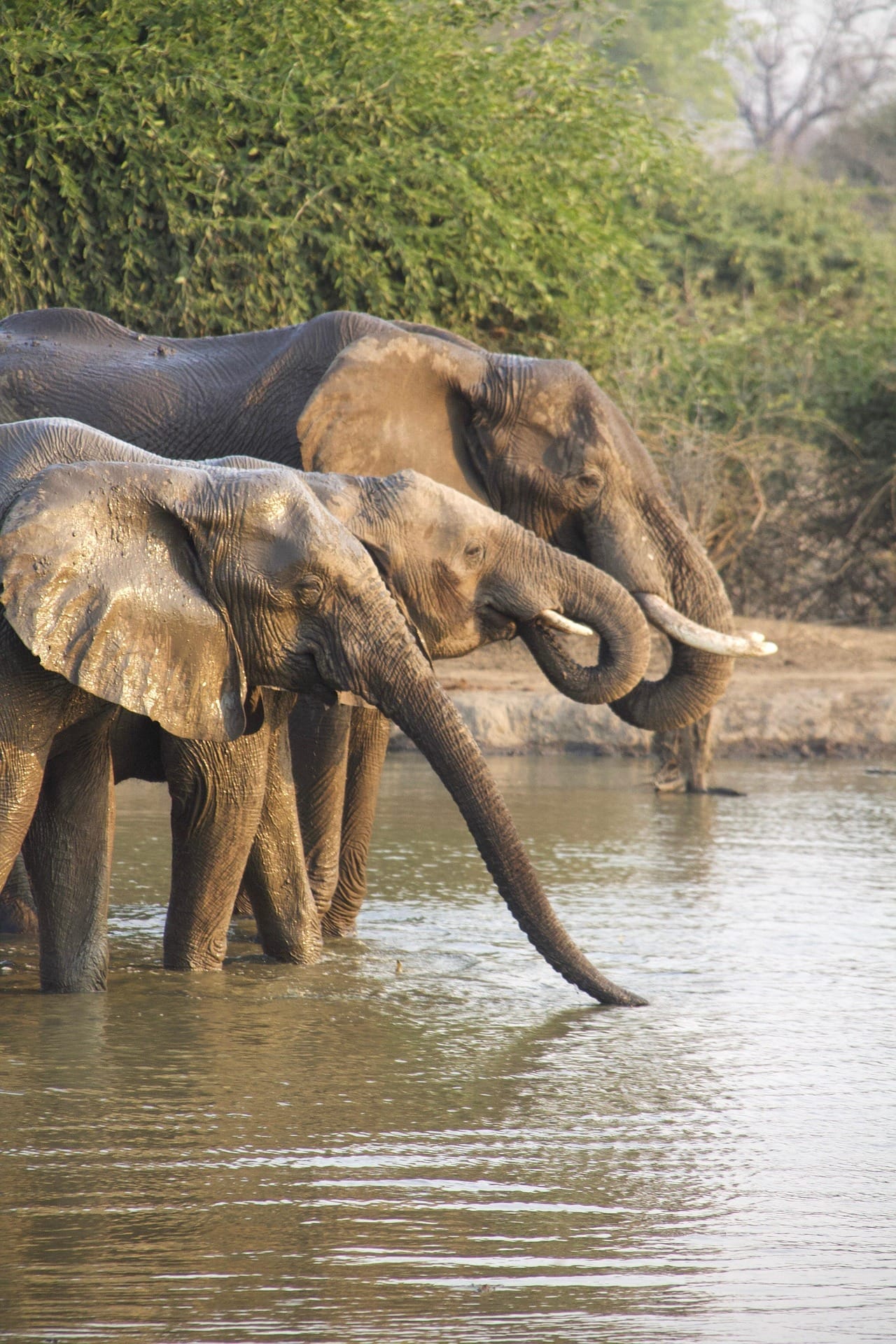 Elephant family drinking at river African wildlife safari