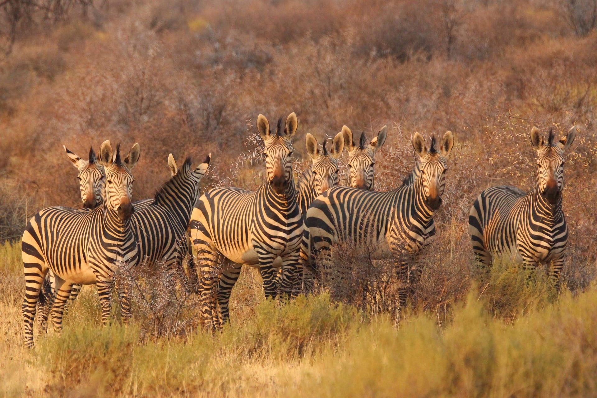 Zebra herd in golden African bushland Great Migration safari